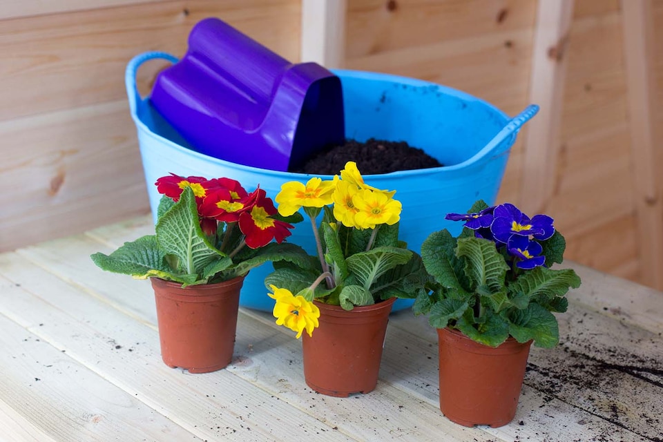 image 1 of Red Gorilla - Gorilla Tub Mini 5L - Flexible Multi-Use Shallow Bucket
