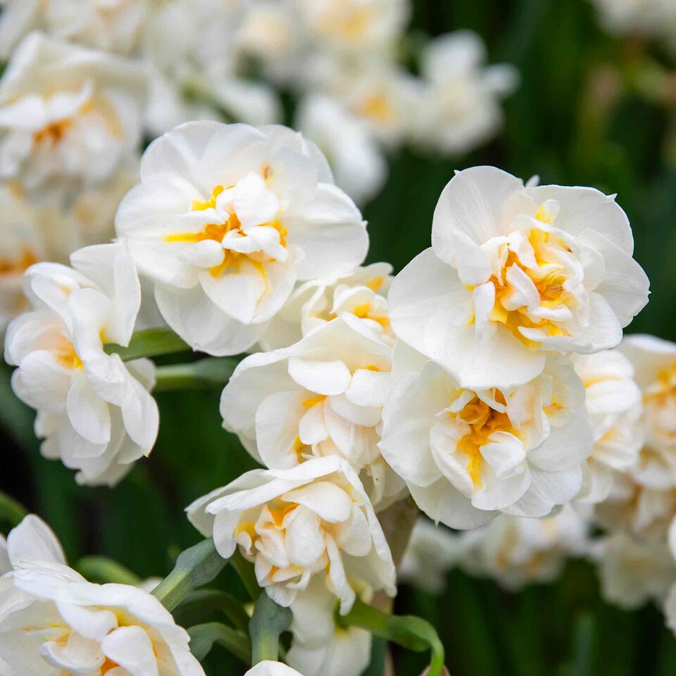 image 1 of Marshalls Garden Daffodil Bulbs 'Bridal Crown' 10 Bulbs