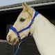 image 1 of Rhinegold Comfort Headcollar And Rope Set Red | Size: Cob
Colour: Red
