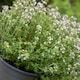 image 1 of Marshalls Garden Thyme Vulgaris 6 x 9cm
