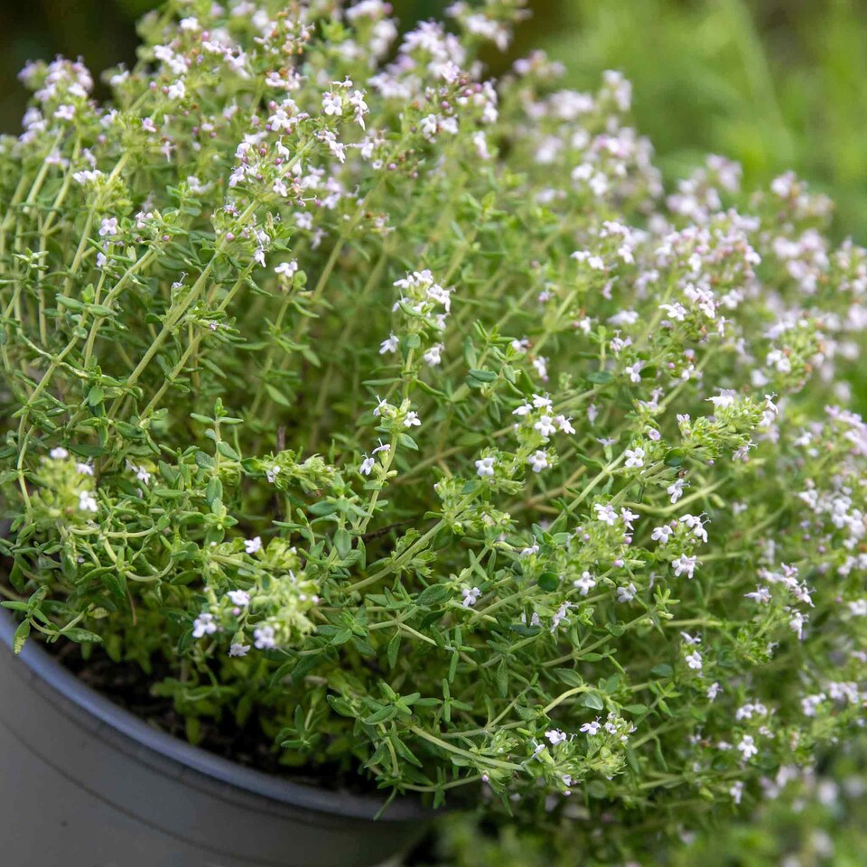 image 1 of Marshalls Garden Thyme Vulgaris 6 x 9cm