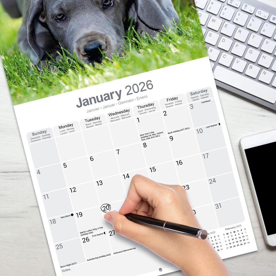 image 1 of Great Dane 2026 Calendar | Square Wall Calendar | Dog Breed Gift | Plastic Free Packaging | by Avonside Publishing