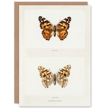 Sherman Denton Art Card Painted Lady Butterfly Vintage Illustration