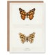 image 1 of Sherman Denton Art Card Painted Lady Butterfly Vintage Illustration
