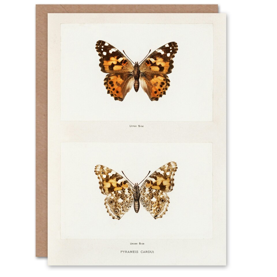 image 1 of Sherman Denton Art Card Painted Lady Butterfly Vintage Illustration
