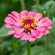 image 2 of Marshalls Garden Zinnia Seeds 'Forecast' 130 Seeds Tropical Pompon Annuals | Multi | Tropical colours | 130 Seeds