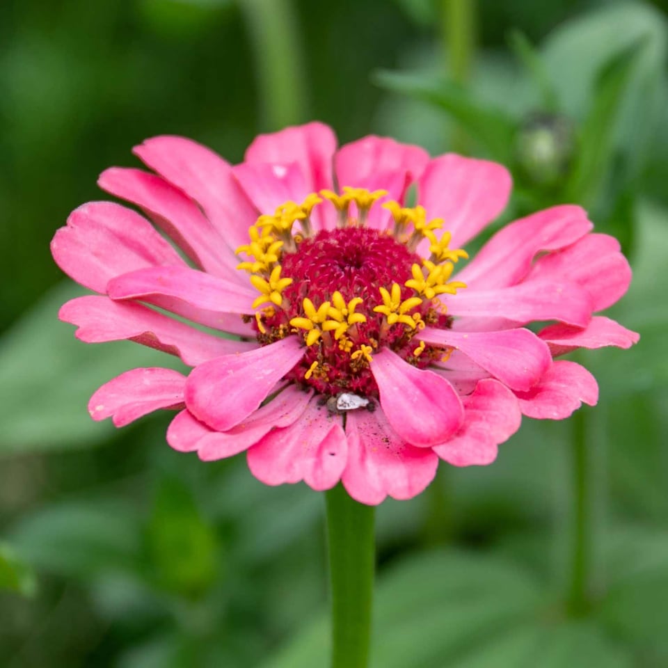 image 1 of Marshalls Garden Zinnia Seeds 'Forecast' 130 Seeds Tropical Pompon Annuals | Multi | Tropical colours | 130 Seeds