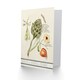 image 2 of Anselmus de Boodt Art Card Artichoke Broad Beans Groundcherry