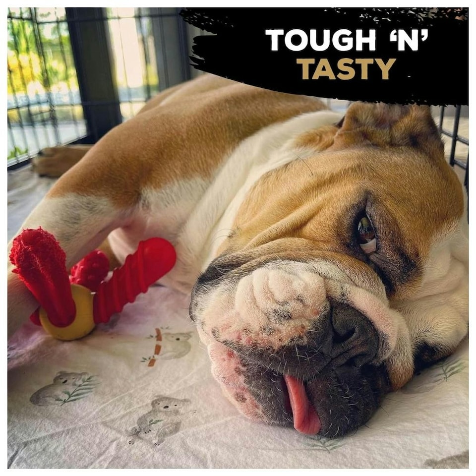 image 1 of TastyBone Hoisin Duck QuattroBone - Large
