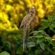 image 2 of Decorative Parrot Ornament - L23 x W23 x H98 cm