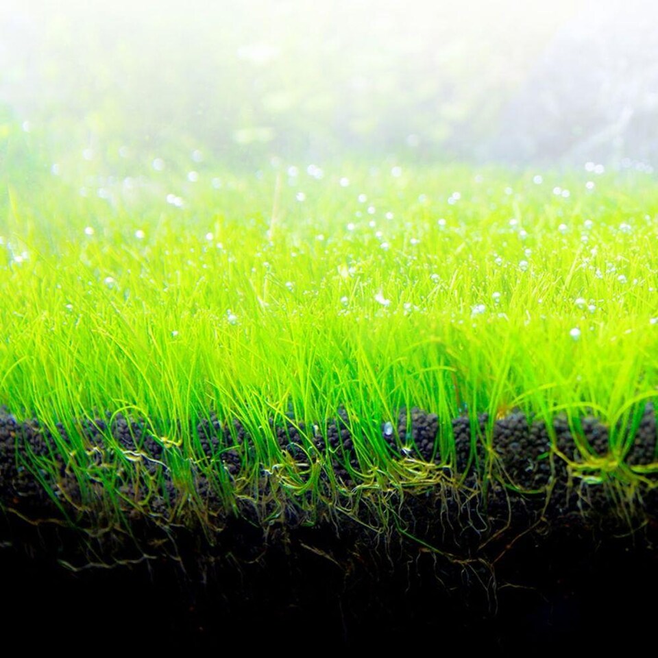 image 1 of Fluval Bio Stratum Volcanic Soil Aquarium Substrate 4 kg / 8.8 lb | Multi