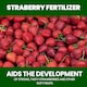 image 8 of Vitax Organic Strawberry Fertiliser 1L Liquid for Rich Flavor Bountiful Strawberries and Prolific Yields