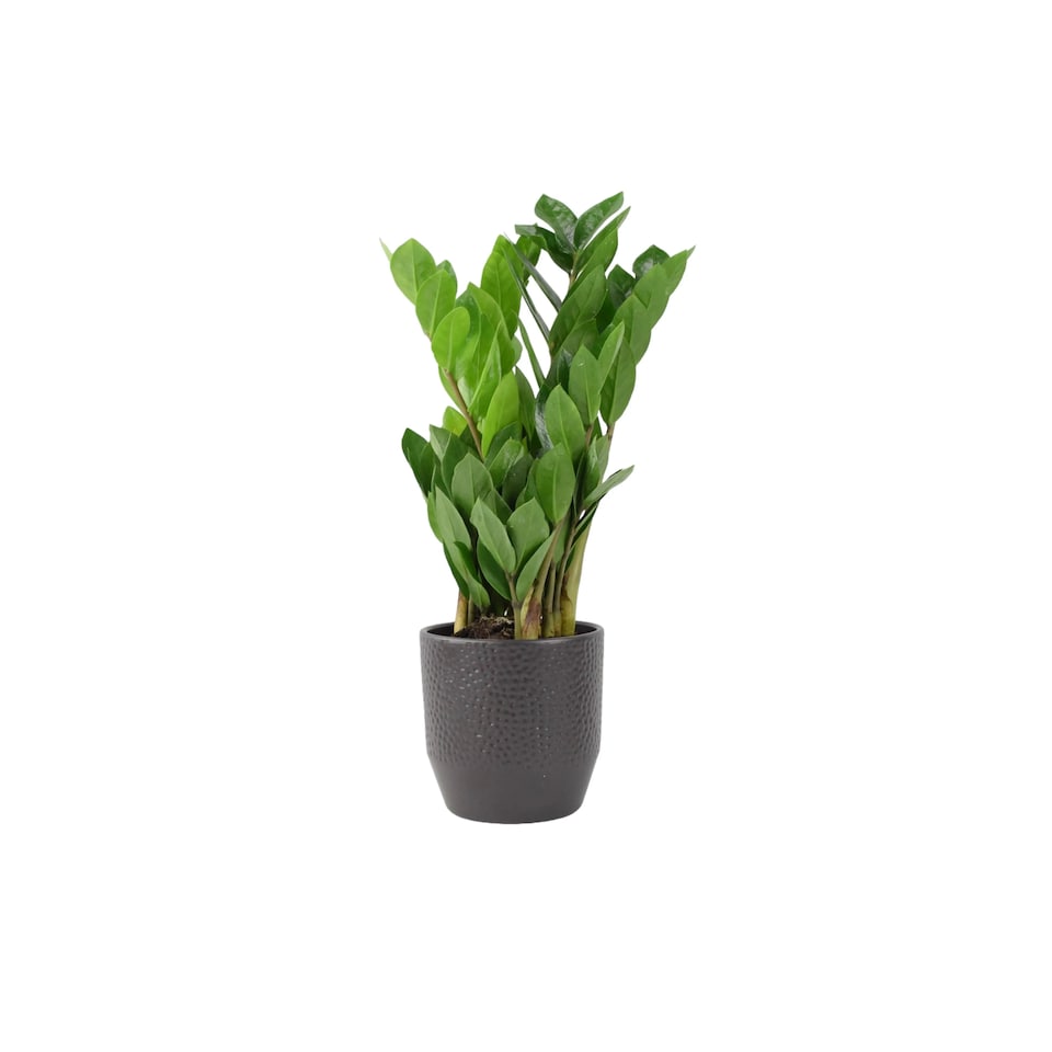 Zamioculcas Zanzibar Gem 12cm Pot Tough & Low Maintenance Houseplant -  Tesco Groceries