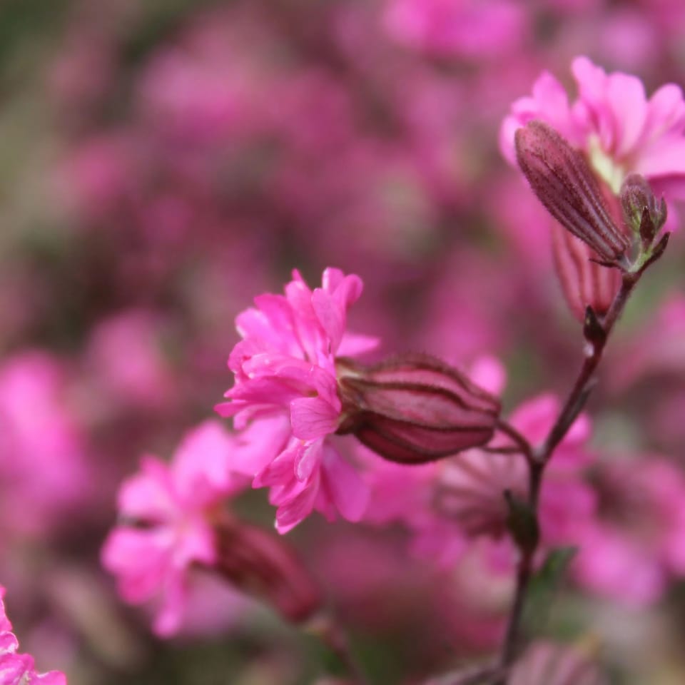 image 1 of Silene Sibella Carmine | Multi | Pink | Flower Seeds | 1