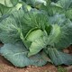 image 2 of Marshalls Garden Cabbage Seeds 'Felicity' F1 (20 Seeds) | Green | Green