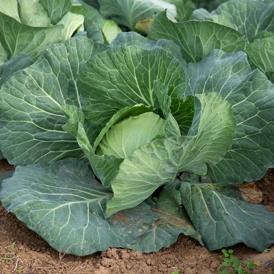 image 1 of Marshalls Garden Cabbage Seeds 'Felicity' F1 (20 Seeds) | Green | Green