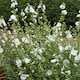 image 4 of Lavatera 'Marshmallow White Ice' - 3 x 9cm potted shrubs