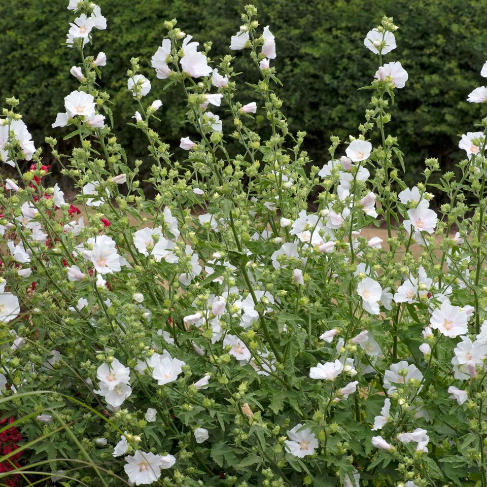 image 1 of Lavatera 'Marshmallow White Ice' - 3 x 9cm potted shrubs