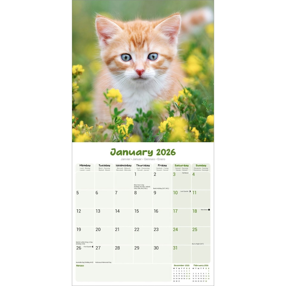 image 1 of Kittens 2026 Calendar | Square Wall Calendar | Cat Gift | Plastic Free Packaging | by Avonside Publishing