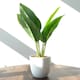 image 3 of 45cm Artificial Aureum Plant