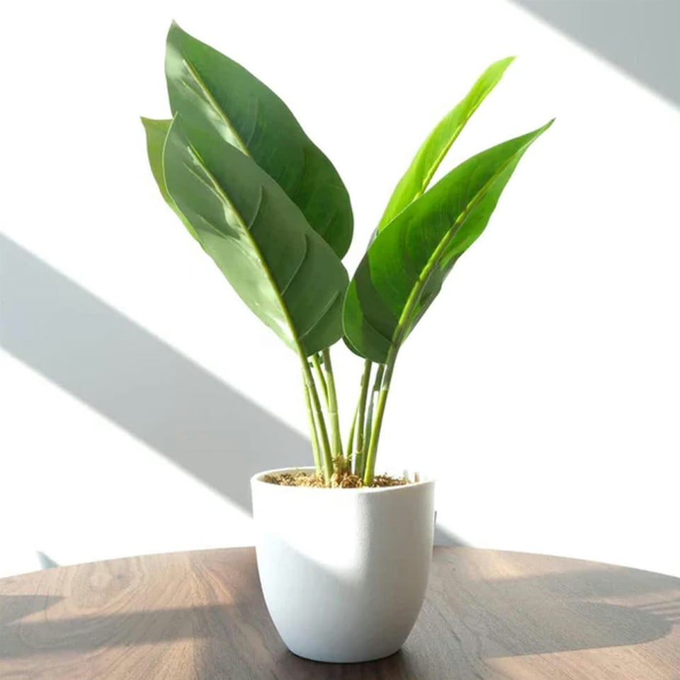 image 1 of 45cm Artificial Aureum Plant