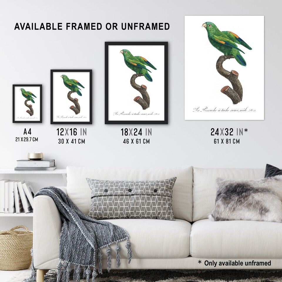 image 1 of The Marigold Lorikeet Parrot Levaillant Wall Art Poster Print 12X16"