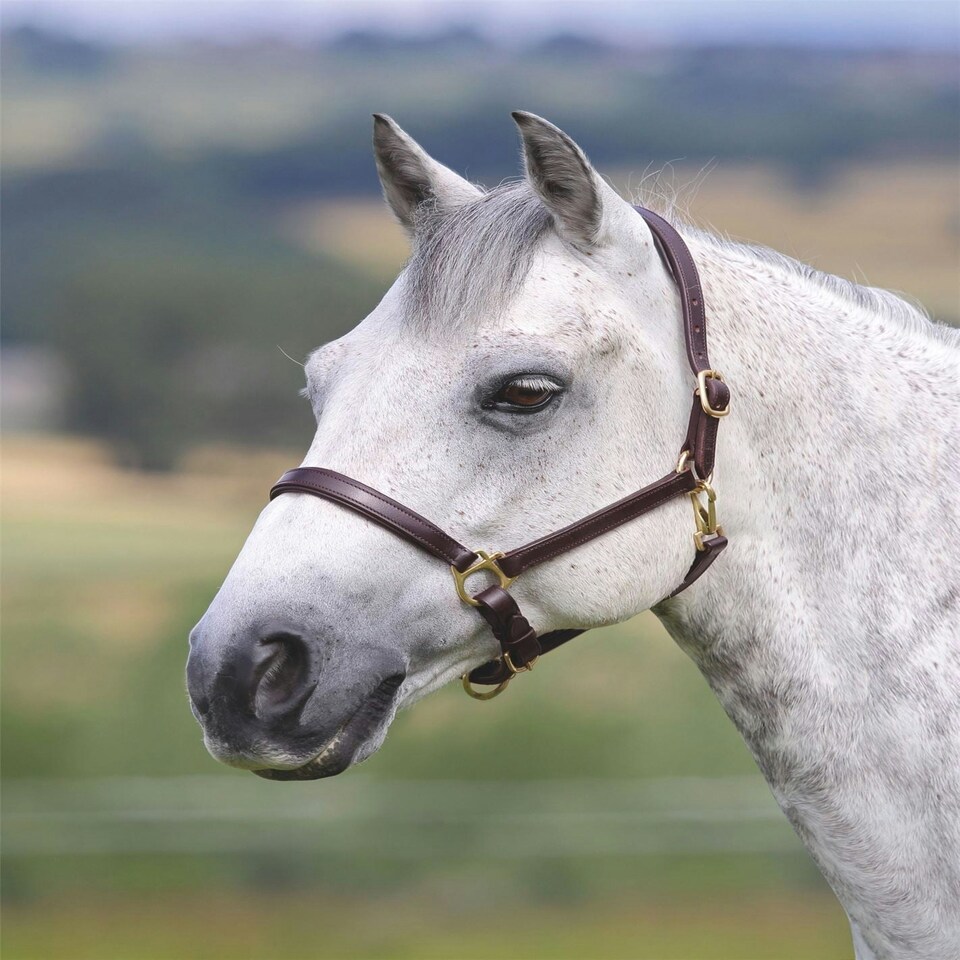 image 1 of Shires Blenheim Ragley Lined Leather Headcollar Black | Size: X-Full
Colour: Black