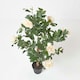 image 3 of Homescapes Peach Artificial Peony Tree in Black Pot, 100 cm Tall