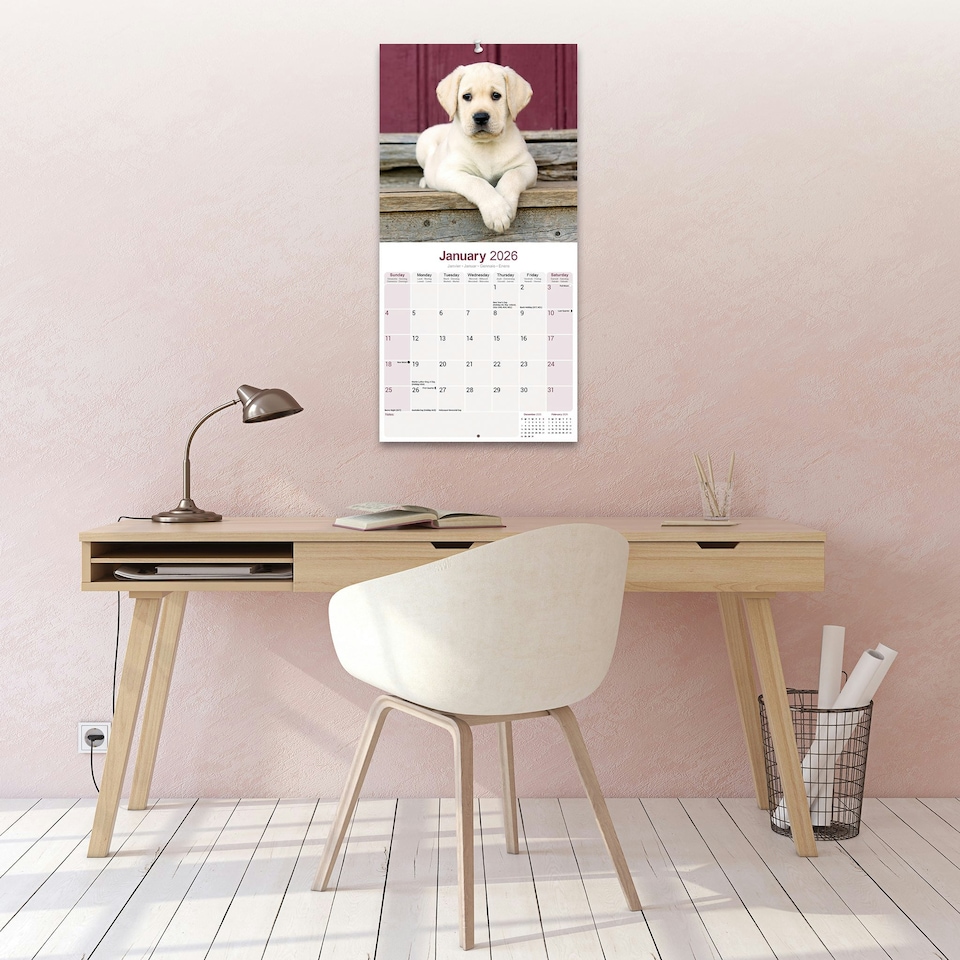 image 1 of Yellow Labrador Puppies 2026 Calendar | Square Wall Calendar | Dog Breed Gift | Plastic Free Packaging | by Avonside Publishing