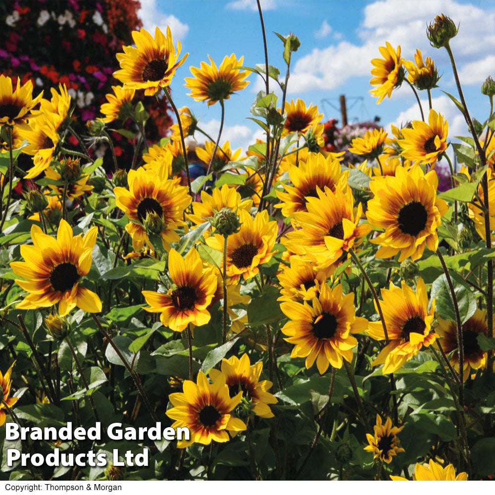 Sunflower SunBelievable Brown Eyed Girl 9cm Pot x 6 - Tesco Groceries