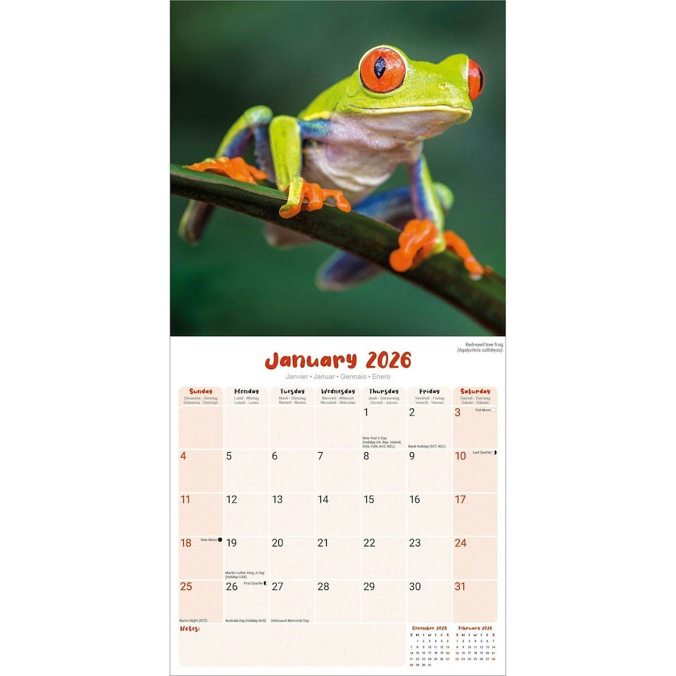 image 1 of Frogs 2026 Calendar | Square Wall Calendar | Reptile Gift | Plastic Free Packaging | by Avonside Publishing