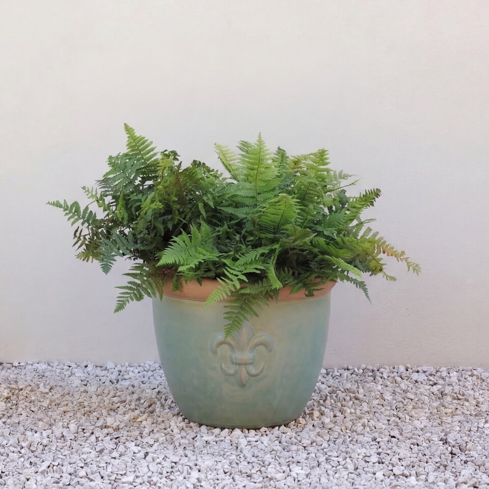 image 1 of Primrose Fiore Fleur De Lys Patterned Ceramic Planter in Green 42cm | Green | Green