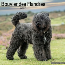 Bouvier des Flandres 2026 Calendar | Square Wall Calendar | Dog Breed Gift | Plastic Free Packaging | by Avonside Publishing