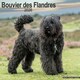image 1 of Bouvier des Flandres 2026 Calendar | Square Wall Calendar | Dog Breed Gift | Plastic Free Packaging | by Avonside Publishing