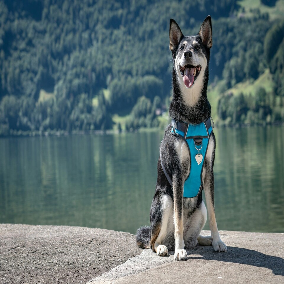 image 1 of Dog Padded Harness Turquoise Blue | XS