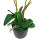 image 3 of 60cm Leaf Design UK Realistic Artificial Orchid Flower Display in Pot