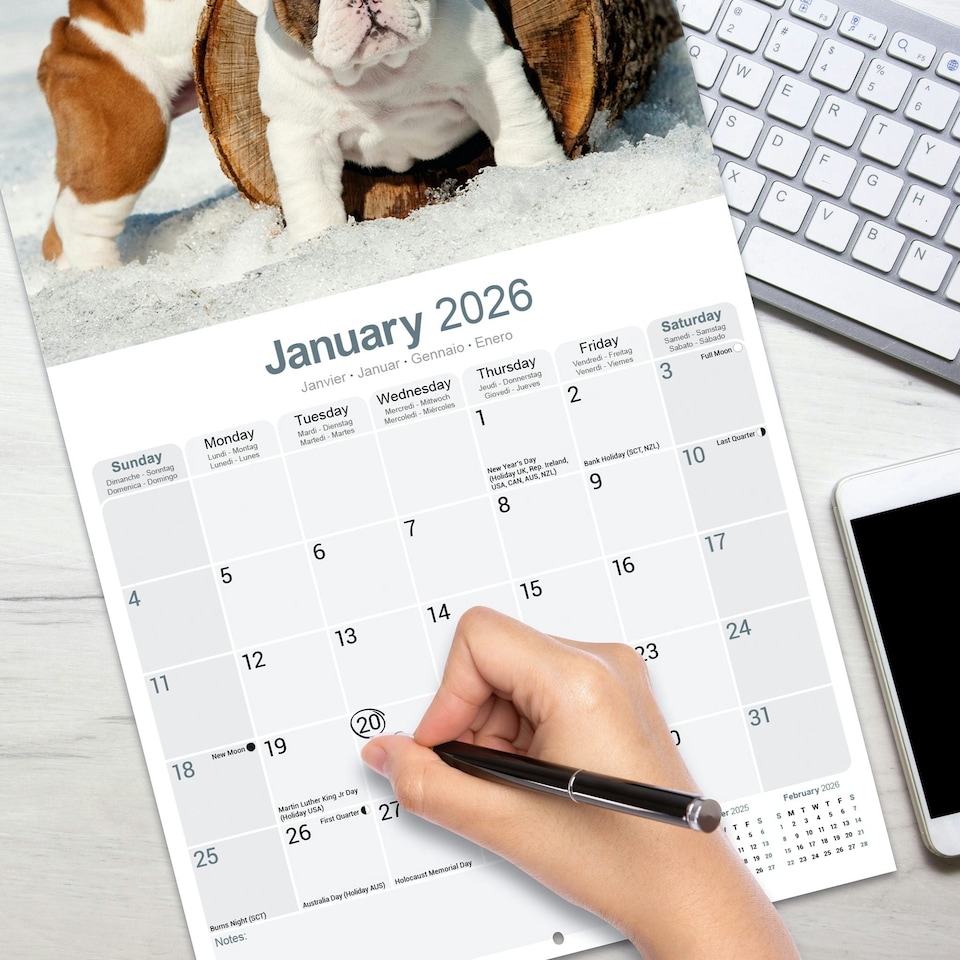 image 1 of Bulldog 2026 Calendar | Square Wall Calendar | Dog Breed Gift | Plastic Free Packaging | by Avonside Publishing