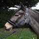 image 4 of Rhinegold Love My Pony Headcollar & Rope Set Green | Size: Full
Colour: Turquoise