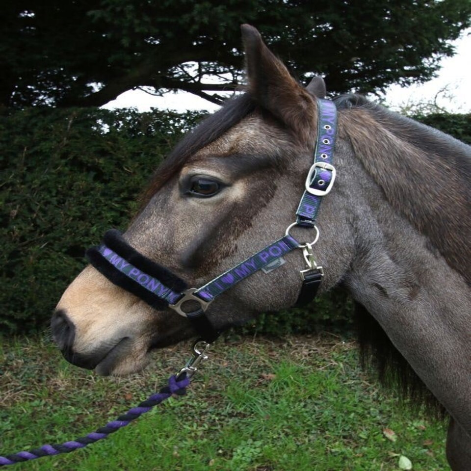 image 1 of Rhinegold Love My Pony Headcollar & Rope Set Green | Size: Full
Colour: Turquoise
