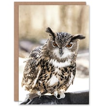 Carol M Highsmith Art Card Long Eared Owl Perched On A Rock
