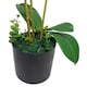 image 2 of Artificial Orchid XL Metal Bowl Planter 70x70cm | Green