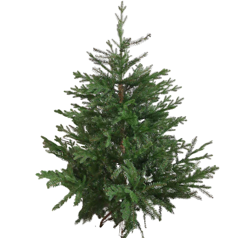 image 1 of 5ft (153cm) Premier Christmas Tree  Glenshee Spruce PE/PVC Natural Look