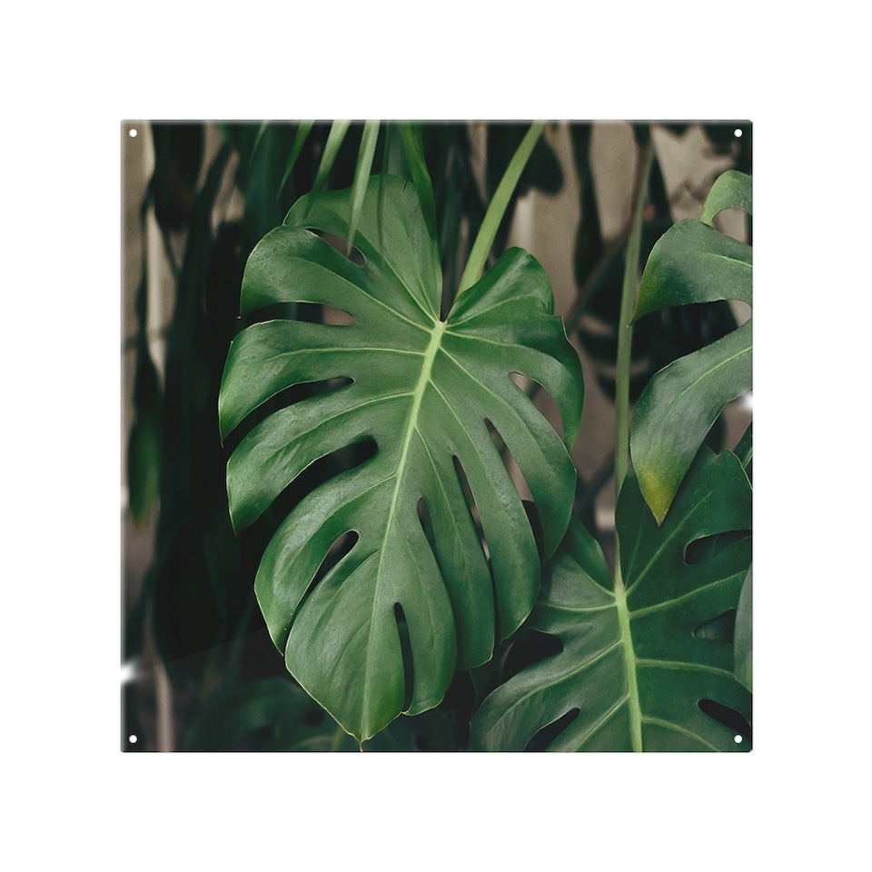 image 1 of Monstera Leaves in home interior Designer Splash Back | White