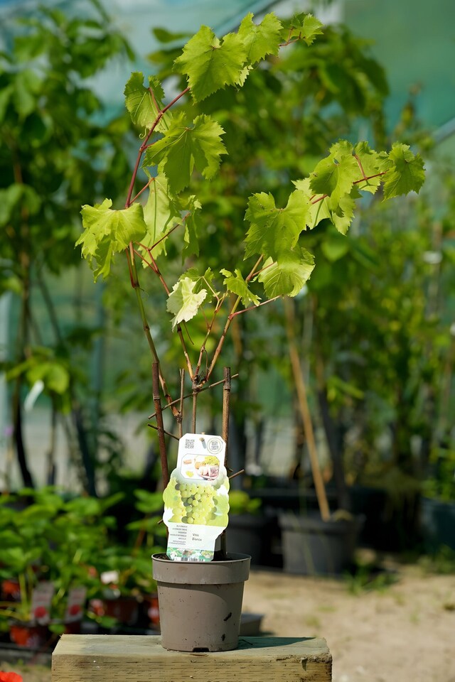 image 1 of Grape Vine 'Bianca' - Disease-Resistant Outdoor White Variety