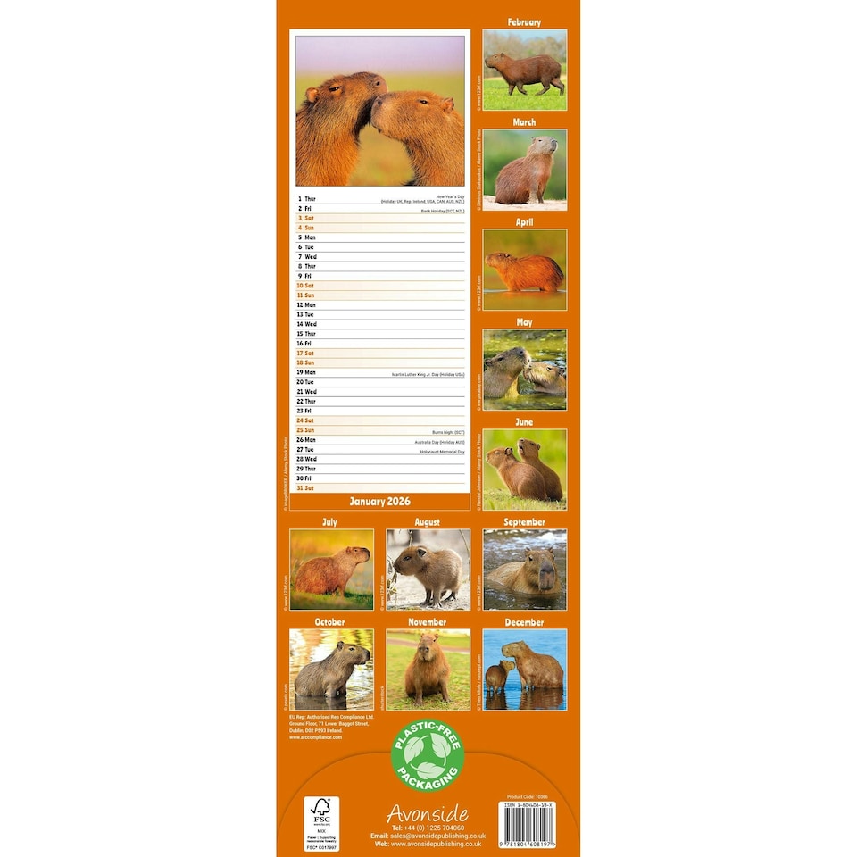 image 1 of Capybara Slim 2026 Calendar | Slimline Wall Calendar | Animal Gift | Plastic Free Packaging | by Avonside Publishing [Calendar] Avonside Publishing Ltd