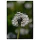 image 1 of Seedhead of a Dandelion in spring, on a field close up flower head, fluffy flower (Rug) Cream | M