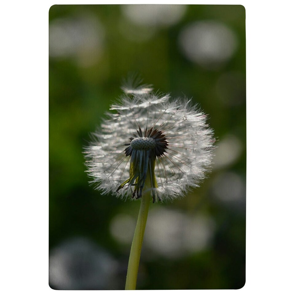 image 1 of Seedhead of a Dandelion in spring, on a field close up flower head, fluffy flower (Rug) Cream | M