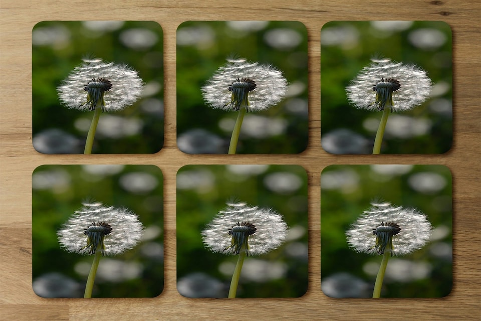 image 1 of Seedhead of a Dandelion in spring, on a field close up flower head, fluffy flower (Coaster)