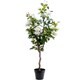 image 2 of Scottish Everlastings 126cm Artificial Rose Tree