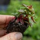 image 5 of Marshalls Garden Crassula 'Starlights Ruby' 3 plug plants
